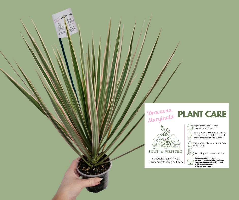Houseplant - Indiana ONLY at this time