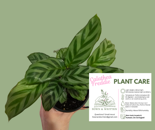 Houseplant - Indiana ONLY at this time