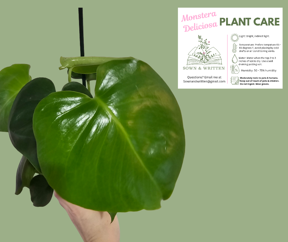 Houseplant - Indiana ONLY at this time