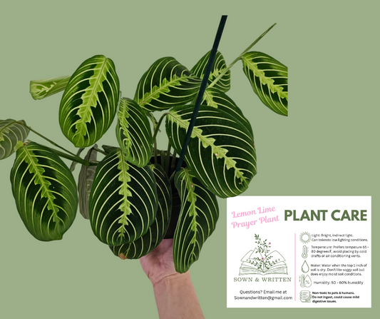 Houseplant - Indiana ONLY at this time
