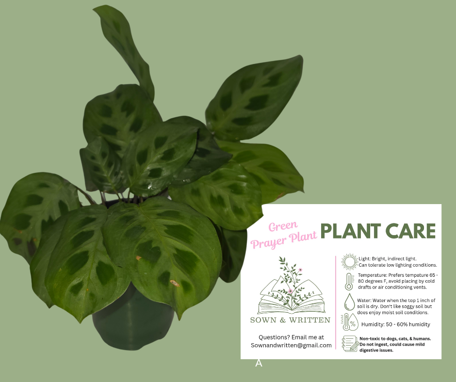 Houseplant - Indiana ONLY at this time - Green Prayer Plant