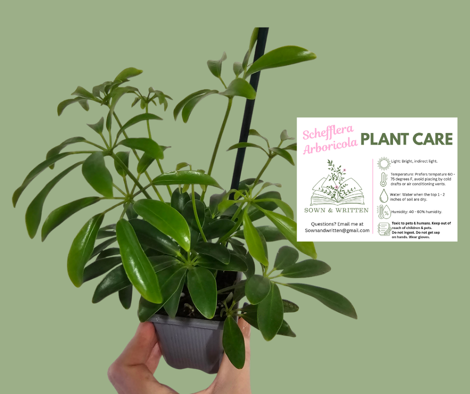 Houseplant - Indiana ONLY at this time