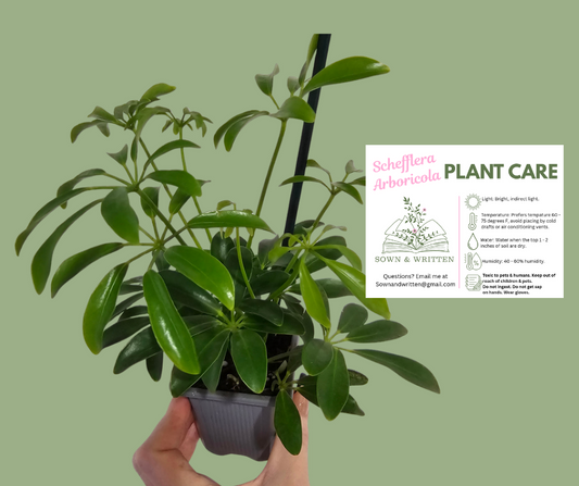Houseplant - Indiana ONLY at this time