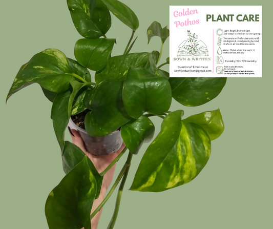 Houseplant - Indiana ONLY at this time