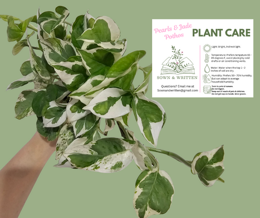 Houseplant - Indiana ONLY at this time